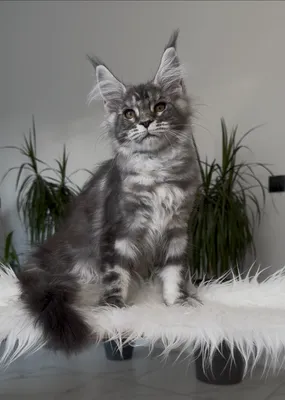 Котенок мейн-кун