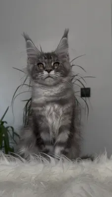 Котенок мейн-кун