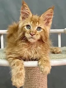 Котенок мейн-кун