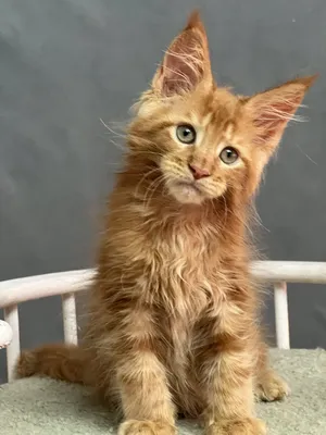 Котенок мейн-кун