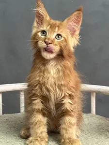 Котенок мейн-кун