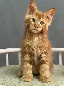 Котенок мейн-кун