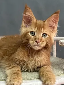 Котенок мейн-кун