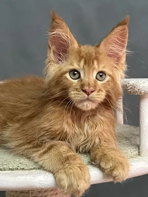 Котенок мейн-кун