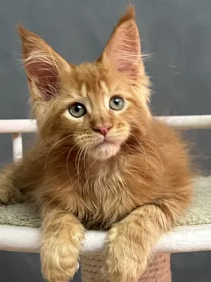 Котенок мейн-кун