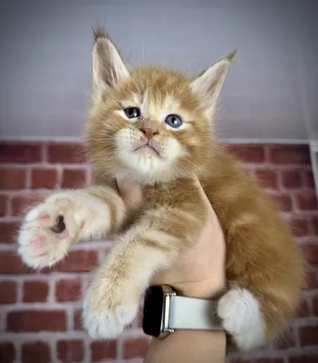 Котенок мейн-кун