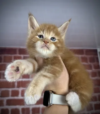 Котенок мейн-кун