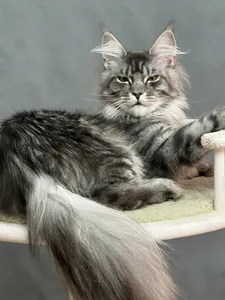 Котенок мейн-кун