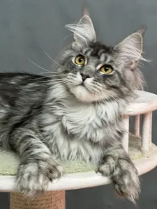 Котенок мейн-кун