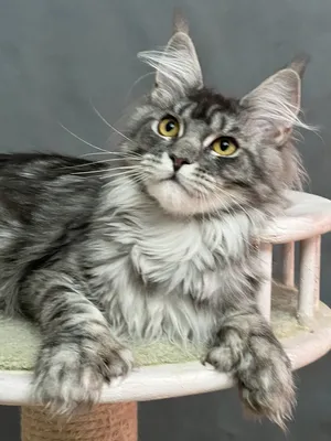 Maine Coon kitten