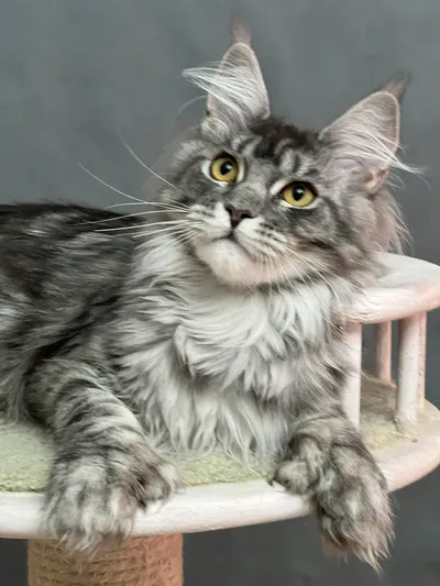 Maine Coon kitten
