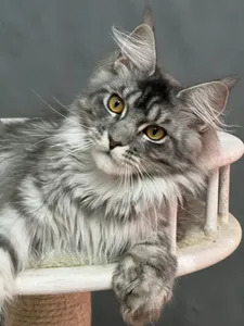 Котенок мейн-кун