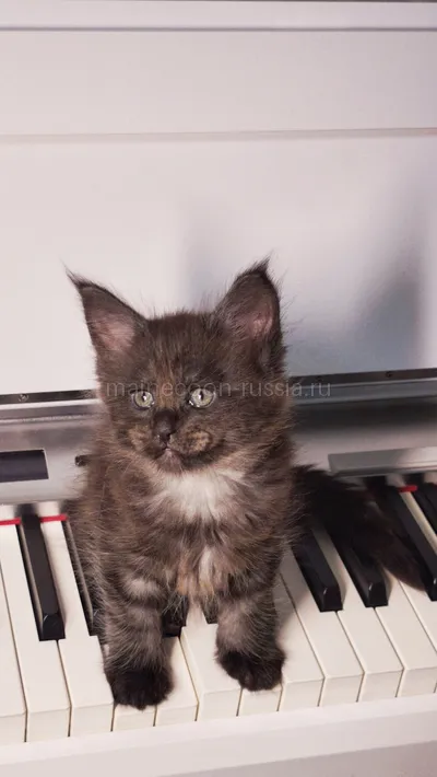 Assol — Maine Coon kitten, Black smoke MCO ns