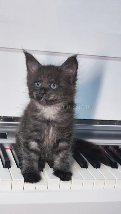 Assol — Maine Coon kitten, Black smoke MCO ns