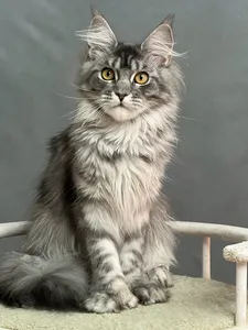 Bella