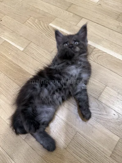Assol — Maine Coon kitten, Black smoke MCO ns