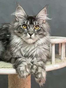 Котенок мейн-кун