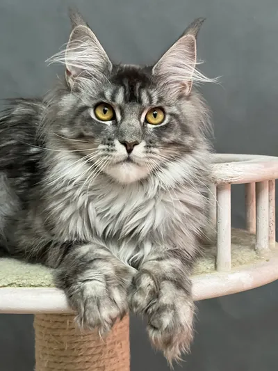Maine Coon kitten