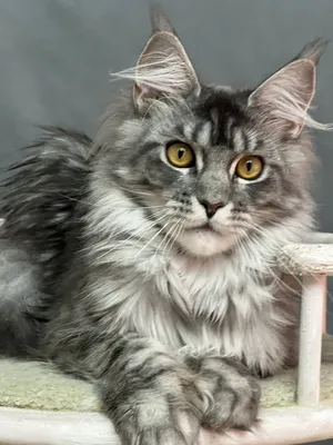 Maine Coon kitten
