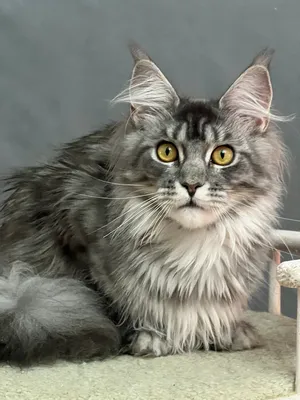 Maine Coon kitten