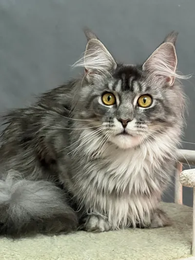 Maine Coon kitten