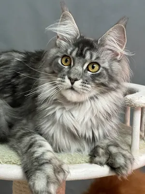 Maine Coon kitten
