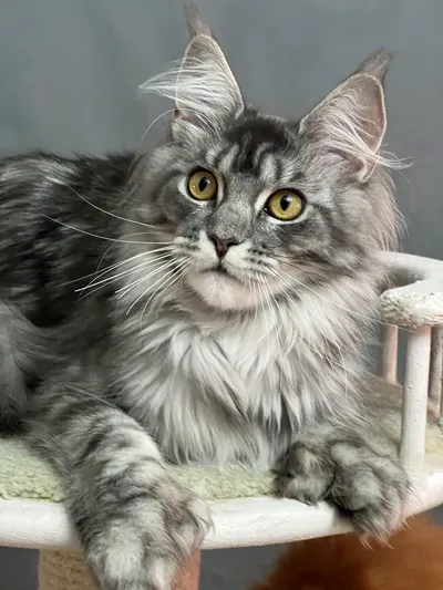 Maine Coon kitten