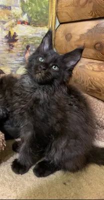 Котенок мейн-кун