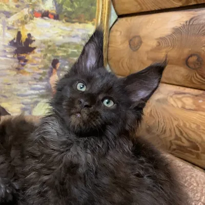 Котенок мейн-кун