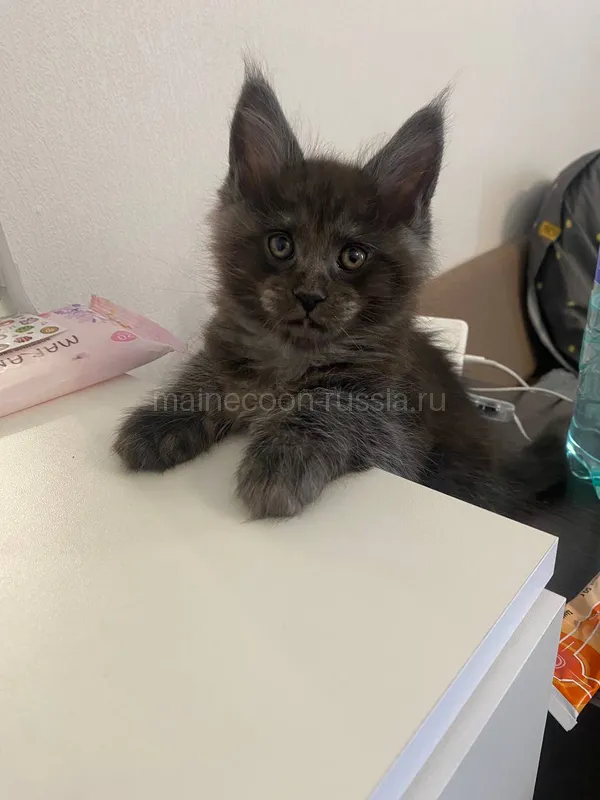 Maine Coon kitten Black smoke MCO ns Girl