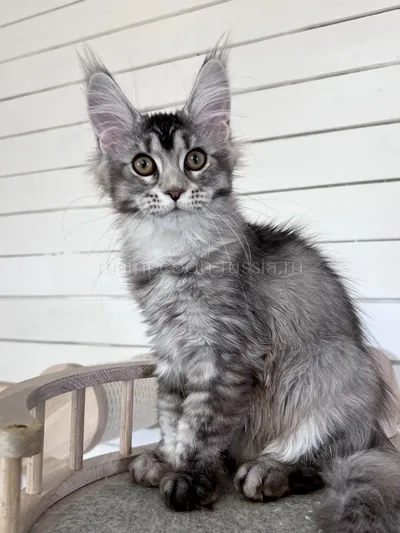 Gera — Maine Coon kitten, Black Silver marble, rossetes blotched MCO ns 25