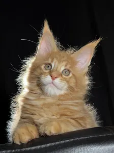 Котенок мейн-кун