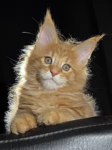 Котенок мейн-кун