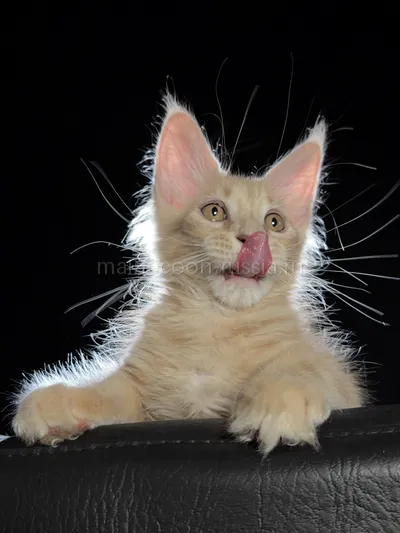 Elvis — Котенок мейн-кун, Кремовый дым MCO es