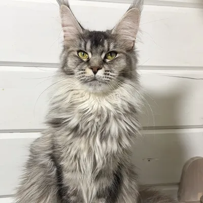 Котенок мейн-кун