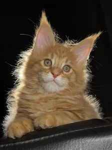 Котенок мейн-кун