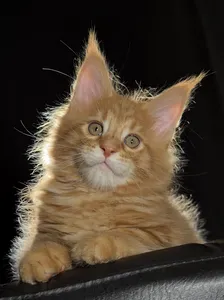 Котенок мейн-кун