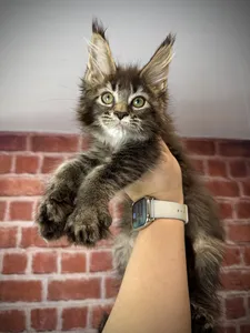 Maine Coon kitten