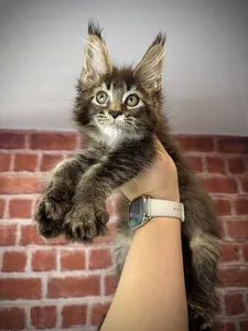 Maine Coon kitten