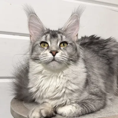 Котенок мейн-кун