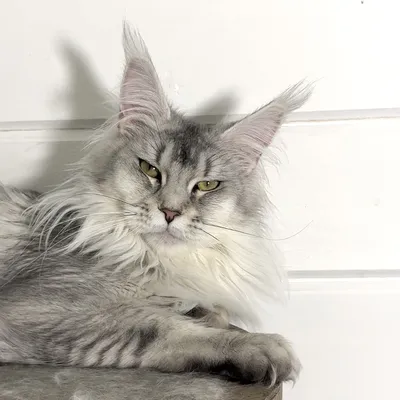 Котенок мейн-кун