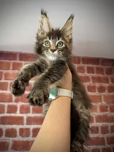 Maine Coon kitten