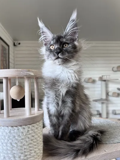 Gabrielle — Maine Coon kitten, Black smoke MCO ns