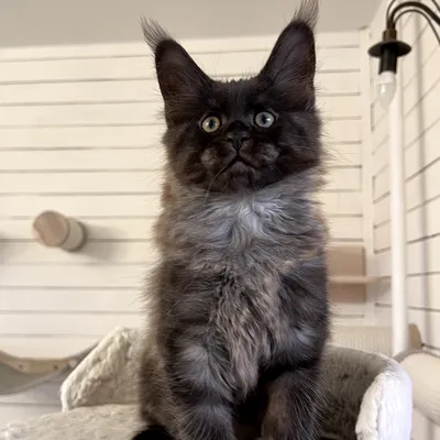 Котенок мейн-кун