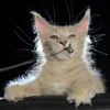 Elvis - фото 7