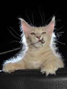 Elvis