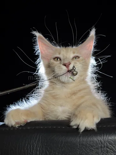 Elvis — Котенок мейн-кун, Кремовый дым MCO es