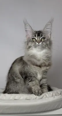 Котенок мейн-кун