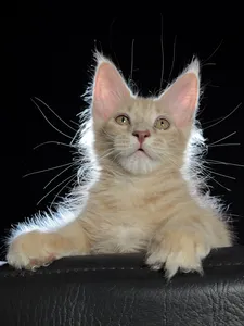 Elvis