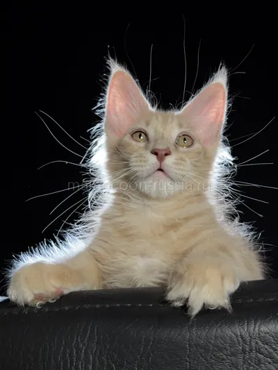 Elvis — Котенок мейн-кун, Кремовый дым MCO es